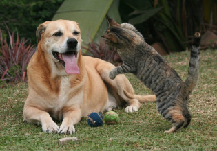 Κοροναϊός – Κρούσματα μυοκαρδίτιδας σε σκύλους και γάτες από το στέλεχος Άλφα