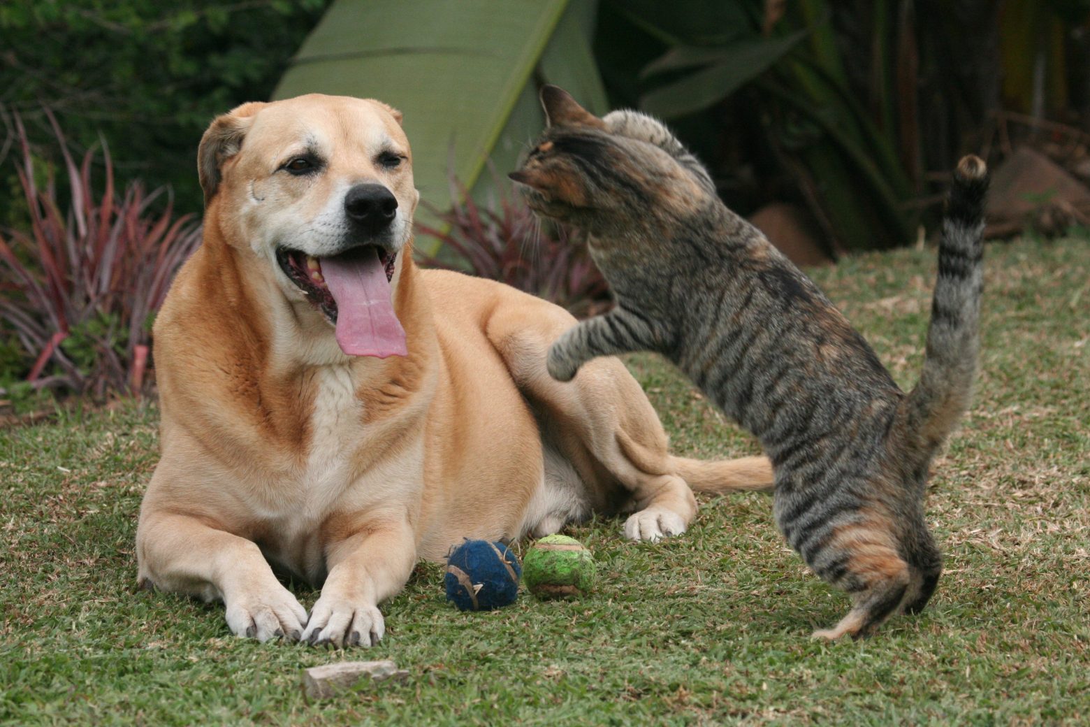 Κοροναϊός - Κρούσματα μυοκαρδίτιδας σε σκύλους και γάτες από το στέλεχος Άλφα