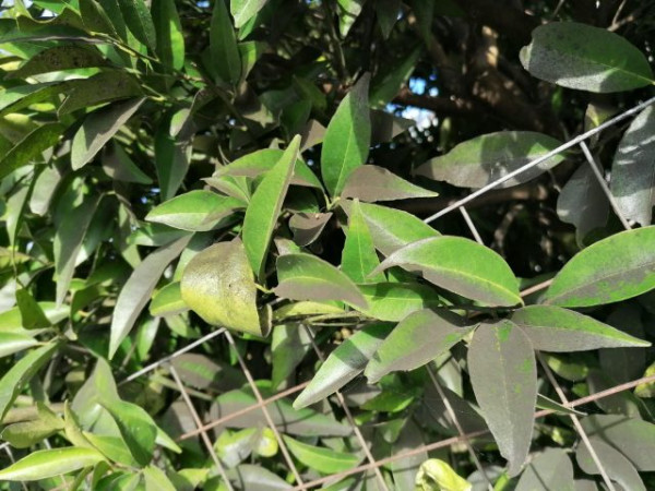 Έφτασε ο μαύρος ακανθώδης αλευρώδης και στις καλλιέργειες της Πρέβεζας