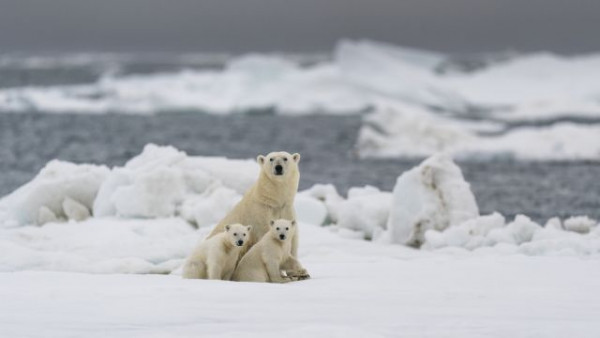 Κλιματική αλλαγή – Ανησυχητική έρευνα προβλέπει ότι η βροχή θα αντικαταστήσει ταχύτερα το χιόνι στην Αρκτική