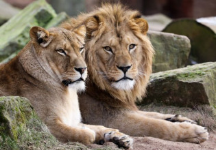 Σιγκαπούρη – Τέσσερα λιοντάρια σε ζωολογικό πάρκο βρέθηκαν θετικά στον κοροναϊό