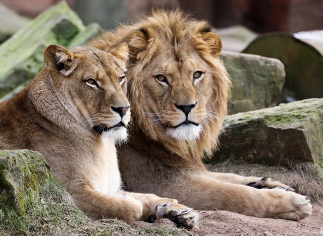 Σιγκαπούρη - Τέσσερα λιοντάρια σε ζωολογικό πάρκο βρέθηκαν θετικά στον κοροναϊό