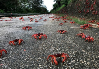 Αυστραλία – Το νησί που πλημμύρισε από εκατομμύρια καβούρια
