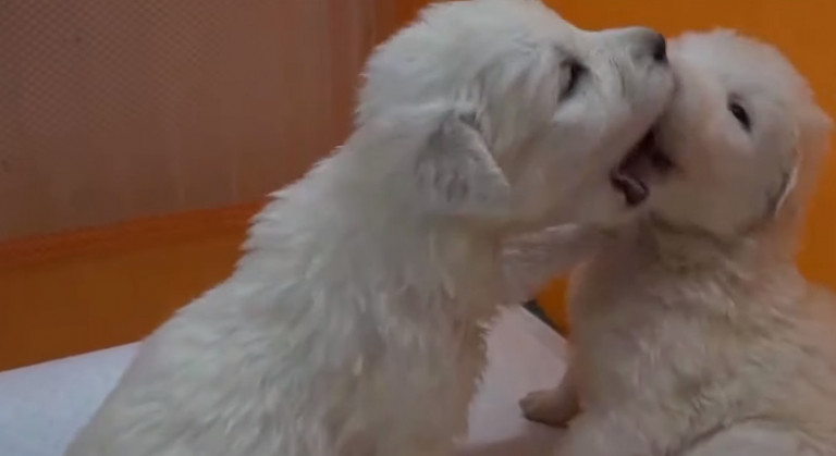 Γιάννενα – 22 κουτάβια βρέθηκαν μέσα σε τσουβάλια – Πώς γλίτωσαν