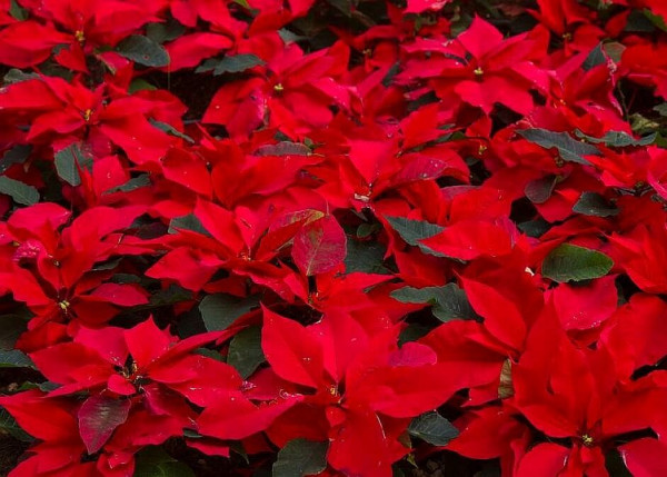 Αλεξανδρινά – Γιατί ονομάστηκαν το λουλούδι των Χριστουγέννων