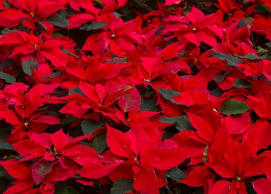 Αλεξανδρινά – Γιατί ονομάστηκαν το λουλούδι των Χριστουγέννων