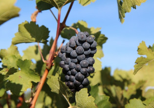 Αμπέλι – Ναι στην αναδιάρθρωση, όχι στην αποζημίωση