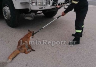 Φθιώτιδα – Περιπέτεια για αλεπού – Έκοβε βόλτες μέσα σε κτελ που πήγαινε στην Αθήνα