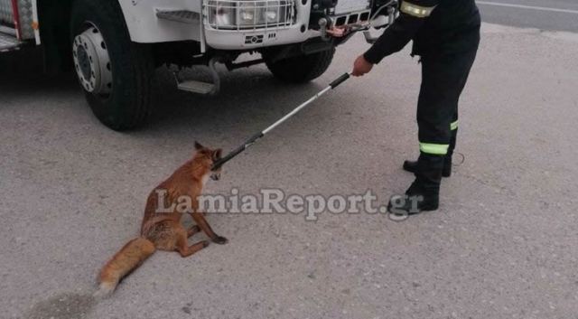 Φθιώτιδα – Περιπέτεια για αλεπού – Έκοβε βόλτες μέσα σε κτελ που πήγαινε στην Αθήνα