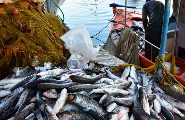 Σύσταση Επιστημονικής Συμβουλευτικής Επιτροπής Αλιείας για την καταπολέμηση της υπεραλίευσης