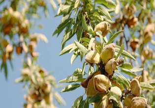 Αμυγδαλιά – Οι ασθένειες της εποχής – Πώς να τις καταπολεμήσετε
