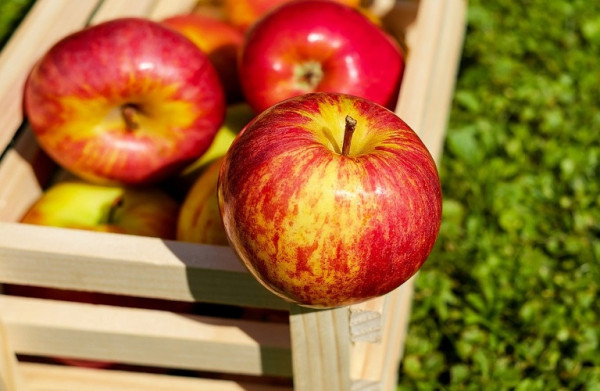 Εξαγωγές – Υποτονικοί οι ρυθμοί για τα μήλα