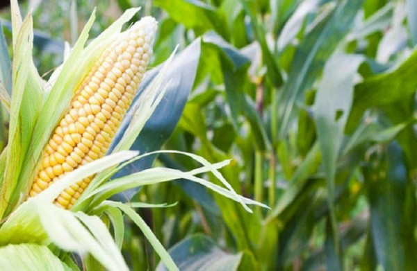 Αραβόσιτος – Πως θα αντιμετωπιστεί το έντομο Διαβρώτικα