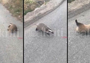Νέα κτηνωδία στην Κρήτη – Εδεσαν ασβό σφιχτά με σύρμα και τον άφησαν αιμόφυρτο στον δρόμο