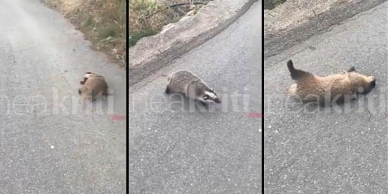 Νέα κτηνωδία στην Κρήτη – Εδεσαν ασβό σφιχτά με σύρμα και τον άφησαν αιμόφυρτο στον δρόμο