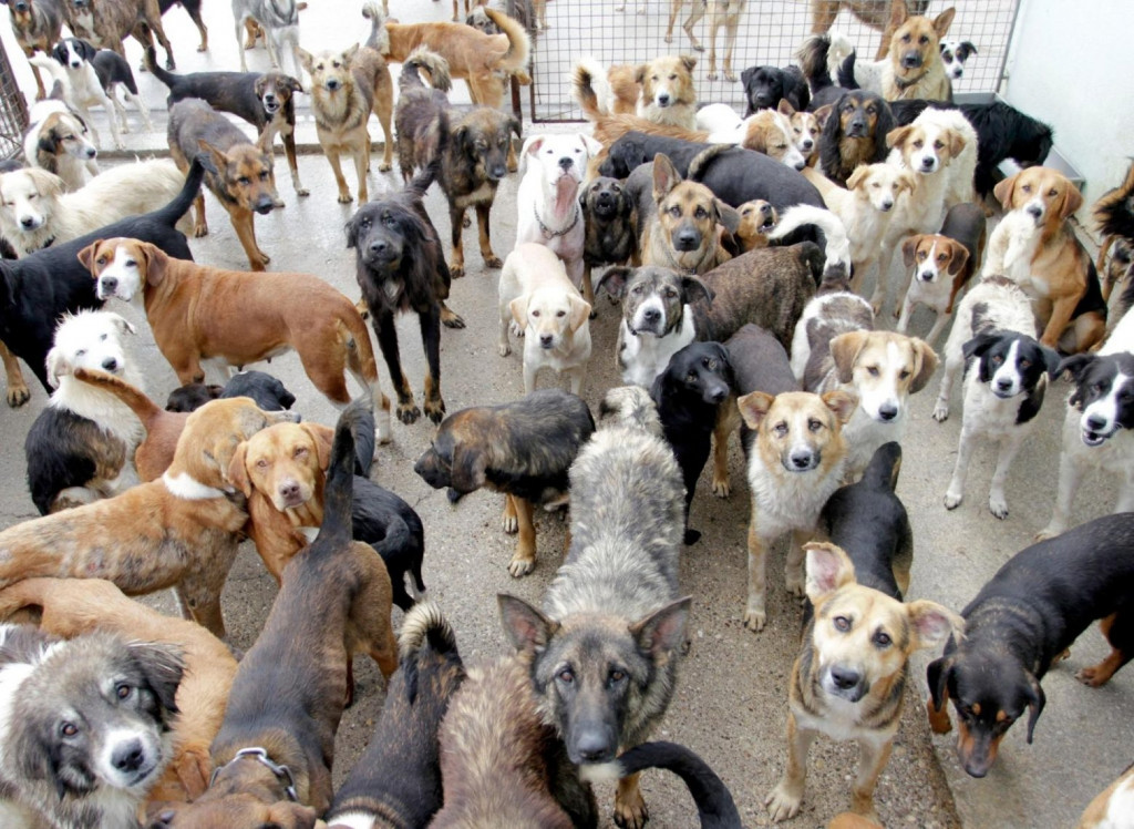 Πάτρα – Τι απαντά η γυναίκα που καλείται να πληρώσει 76.000 ευρώ για… 53 σκύλους