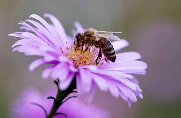 Μέλισσες – Βαρροϊκή ακαρίαση – Τα συμπτώματα