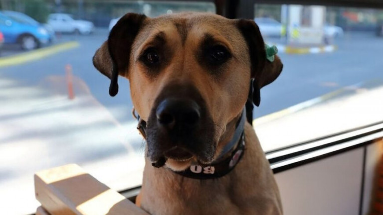 Τουρκία – Πολιτική σύγκρουση για τον διάσημο αδέσποτο σκύλο Μπότζι – Οι ακαθαρσίες, το Μετρό και ο Δήμος Κωνσταντινούπολης