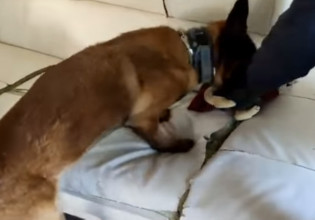 Θεσσαλονίκη – Ο αστυνομικός σκύλος Booker οδήγησε στη σύλληψη μητέρας και γιου για διακίνηση ναρκωτικών