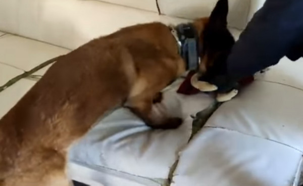 Θεσσαλονίκη – Ο αστυνομικός σκύλος Booker οδήγησε στη σύλληψη μητέρας και γιου για διακίνηση ναρκωτικών