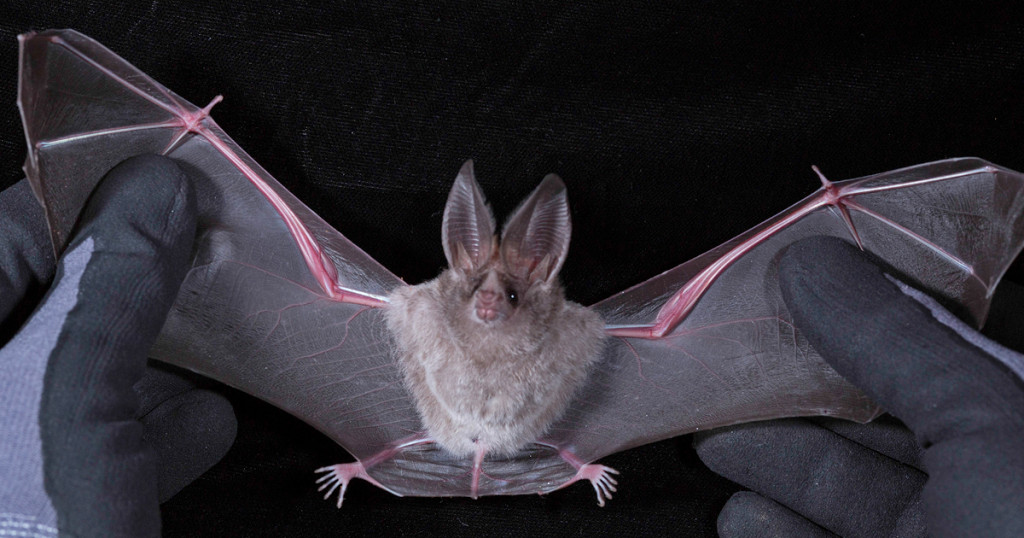 Κοροναϊός – Ακόμα ένας στενός συγγενής του βρέθηκε σε νυχτερίδες της Καμπότζης