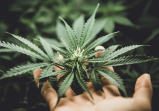 Γερμανία – Δημοσκόπηση: Οι Γερμανοί είναι διχασμένοι όσον αφορά τη νομιμοποίηση της κάνναβης