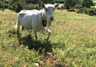 Έξυπνο κολάρο λέει στις κατσίκες πού μπορούν να βοσκήσουν