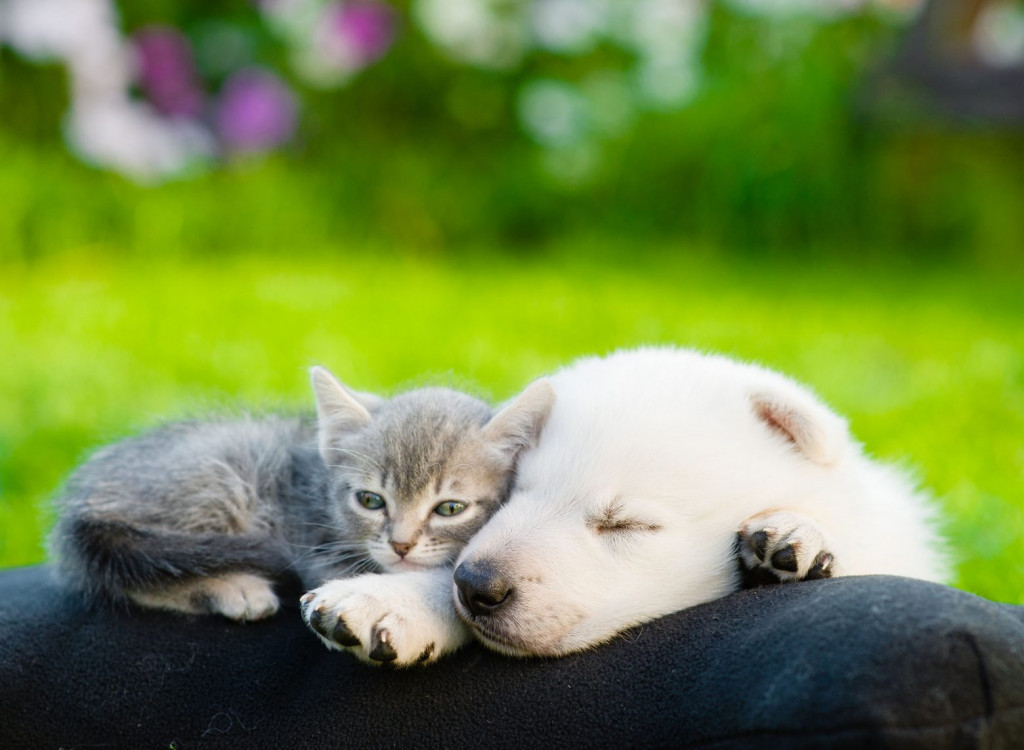 Το γαύγισμα