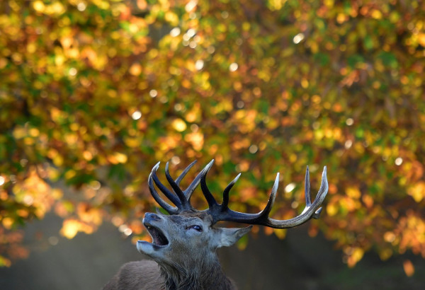 ΗΠΑ – Εξαγριωμένο ελάφι σκόρπισε τον πανικό σε νοσοκομείο