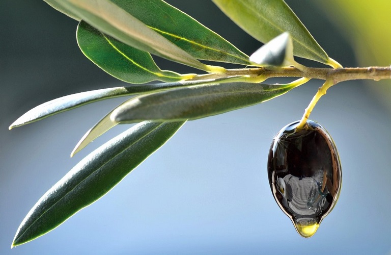 Olive tree – Lives for centuries offering its fruits