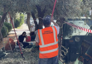 Γλυφάδα – Μαζεύουν τις ελιές σε πεζοδρόμια και πάρκα και δίνουν το λάδι σε όσους έχουν ανάγκη