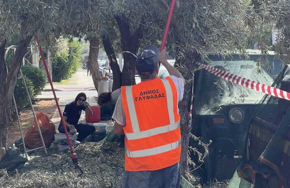 Γλυφάδα - Μαζεύουν τις ελιές σε πεζοδρόμια και πάρκα και δίνουν το λάδι σε όσους έχουν ανάγκη