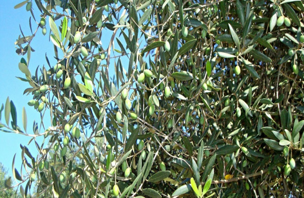 Ελιά – Κυκλοκόνιο, Γλοιοσπόριο, Πυρηνοτρήτης – Συστάσεις