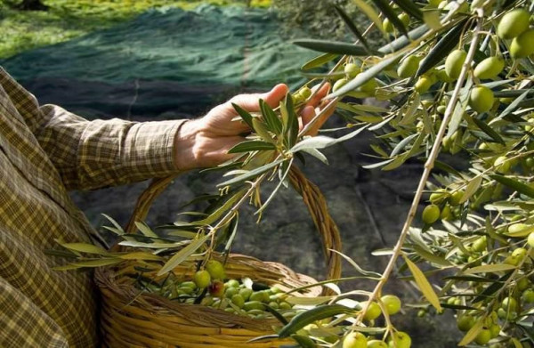 Ελιά – Ποια είναι τα πιο συχνά λάθη που γίνονται στην συγκομιδή