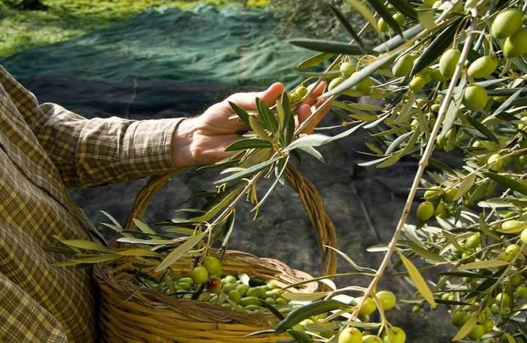 Ελιά – Ποια είναι τα πιο συχνά λάθη που γίνονται στην συγκομιδή