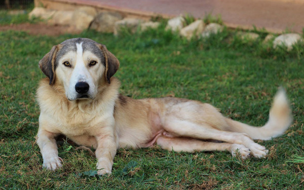 Θεσσαλονίκη – Έδεσε οχτώ σκυλάκια σε δέντρα χωρίς τροφή και νερό
