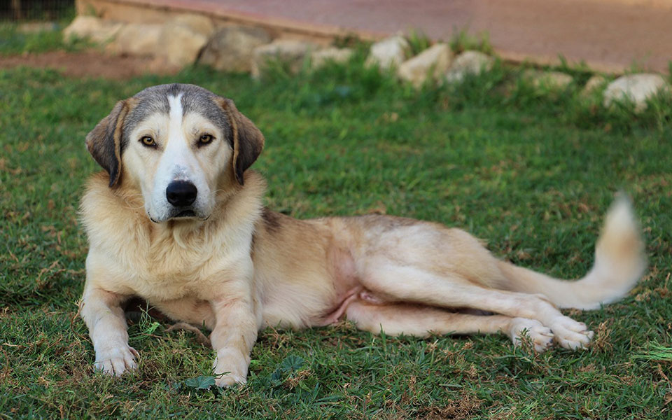 Θεσσαλονίκη – Έδεσε οχτώ σκυλάκια σε δέντρα χωρίς τροφή και νερό