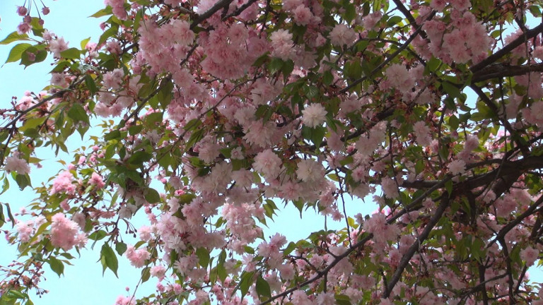 Πυρηνόκαρπα – Ποιες ασθένειες προσβάλλουν τα δέντρα αυτή την εποχή