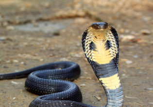 Απίστευτο – Καταγράφηκε το πρώτο περιστατικό νέκρωσης όρχεως από τσίμπημα κόμπρας