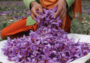 Κρόκος Κοζάνης – Μειωμένη κατά 30% η φετινή παραγωγή