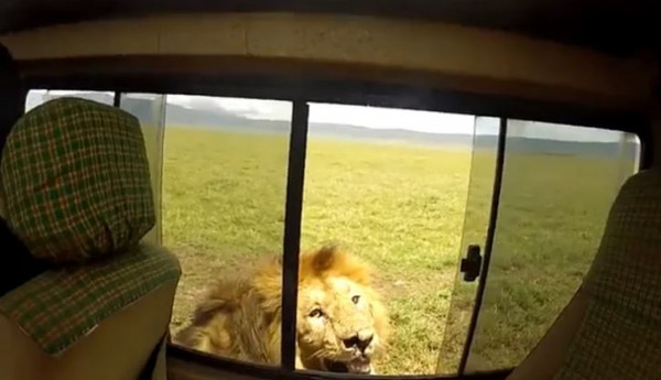 Τουρίστας άνοιξε το παράθυρο να χαϊδέψει λιοντάρι και το μετάνιωσε