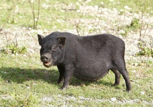 ΕΔΟΚ –  Στήριξη του μαύρου χοίρου μέσω της συνδεδεμένης ενίσχυσης