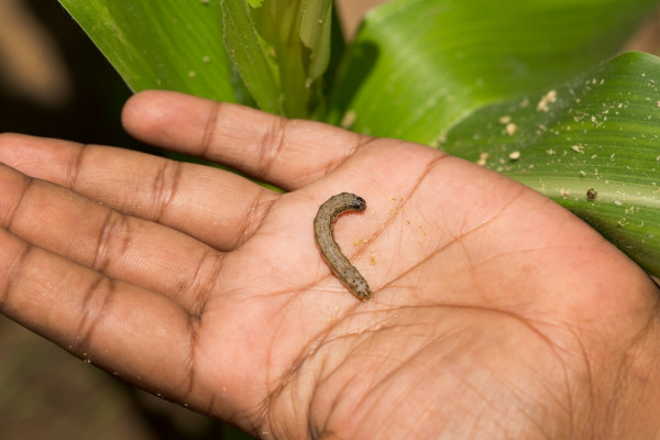 Σε ετοιμότητα για το φθινοπωρινό σκουλήκι – Μέτρα πρόληψης