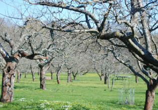Πότε ευνοείται η προσβολή των δέντρων από μυκητολογικές ασθένειες