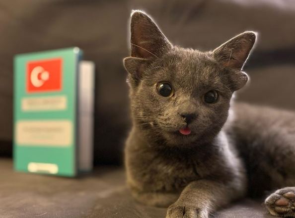 Μίδας – Αυτή είναι η γατούλα με τα τέσσερα αυτιά που ενθουσίασε το διαδίκτυο