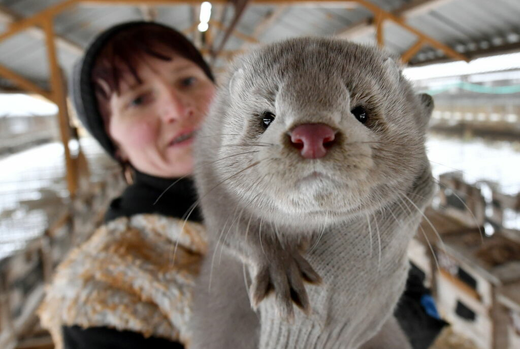 Η απειλή του κοροναϊού σε άγρια ζώα – Σε ποια είδη έχουν εντοπιστεί λοιμώξεις