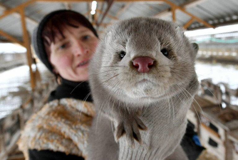 Η απειλή του κοροναϊού σε άγρια ζώα – Σε ποια είδη έχουν εντοπιστεί λοιμώξεις