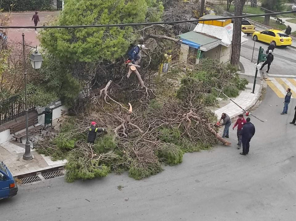 Λέσβος – Δέντρο έπεσε σε αυλή σχολείου – Άγιο είχαν οι μαθητές
