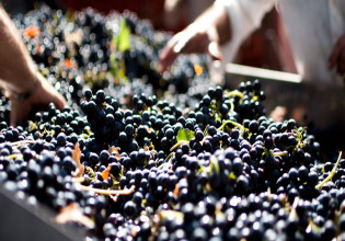 Οινοστάφυλα – Εκπνέει η προθεσμία υποβολής δηλώσεων συγκομιδής