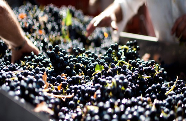 Αμπελουργοί – Συνεχίζεται η υποβολή δηλώσεων συγκομιδής